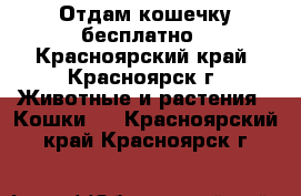 Отдам кошечку бесплатно - Красноярский край, Красноярск г. Животные и растения » Кошки   . Красноярский край,Красноярск г.